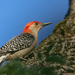 Red-bellied Woodpecker by jyokota