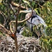Great Blue Heron and Chick on Nest by markandlinda