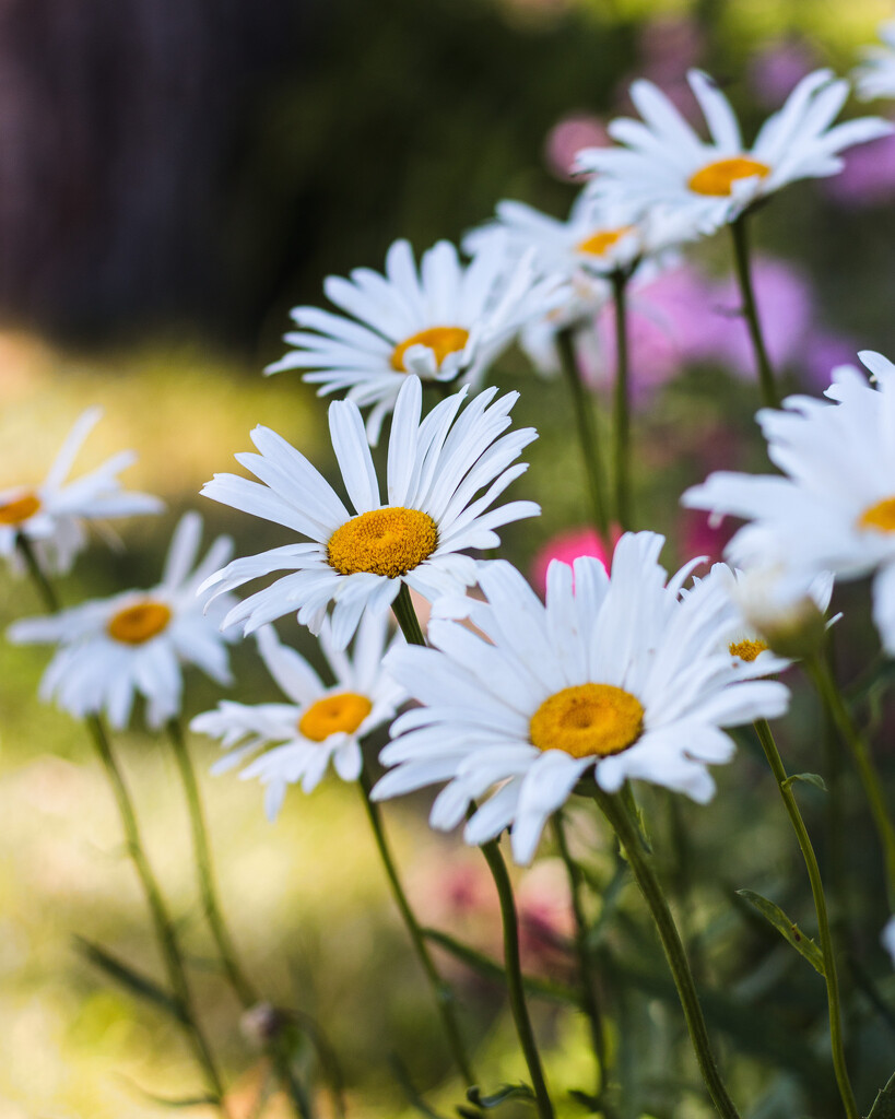 a splash of daisies by aecasey