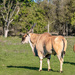 Eland Bull by ludwigsdiana