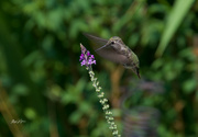 2nd Jul 2021 - ~Hummingbird~