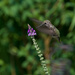 ~Hummingbird~ by crowfan