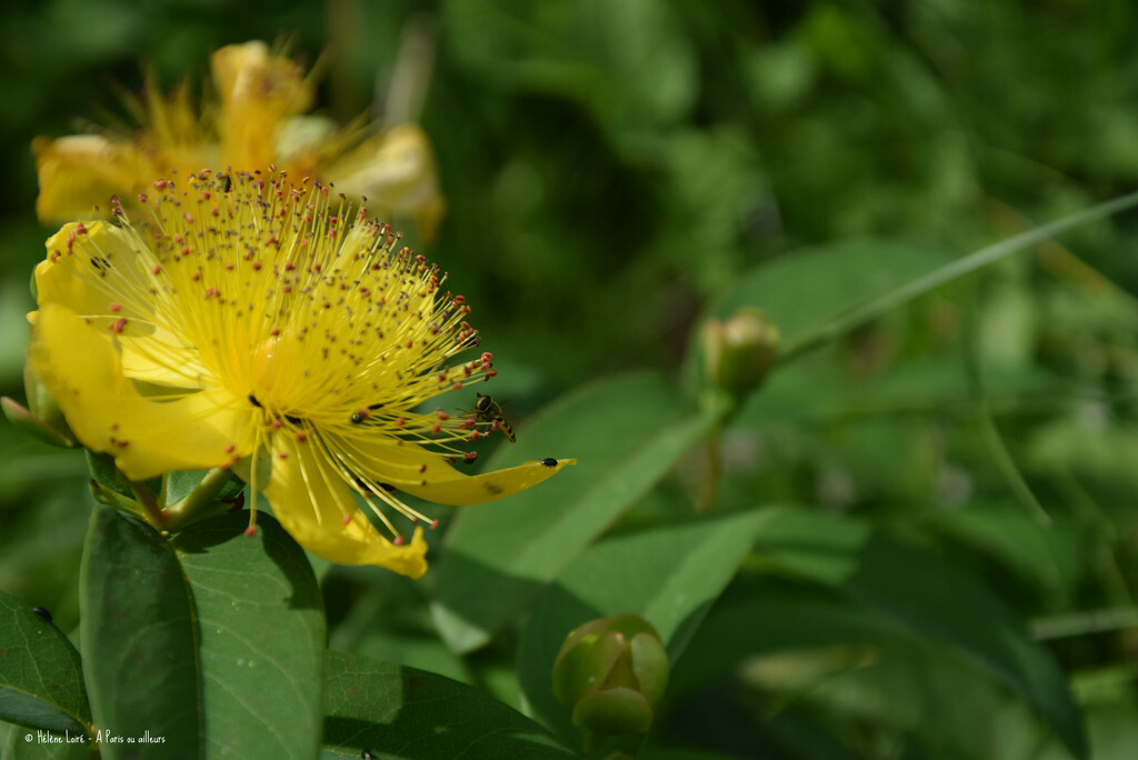 Hypericum and bee by parisouailleurs