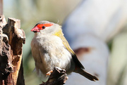 6th Jun 2021 - Red browed finch