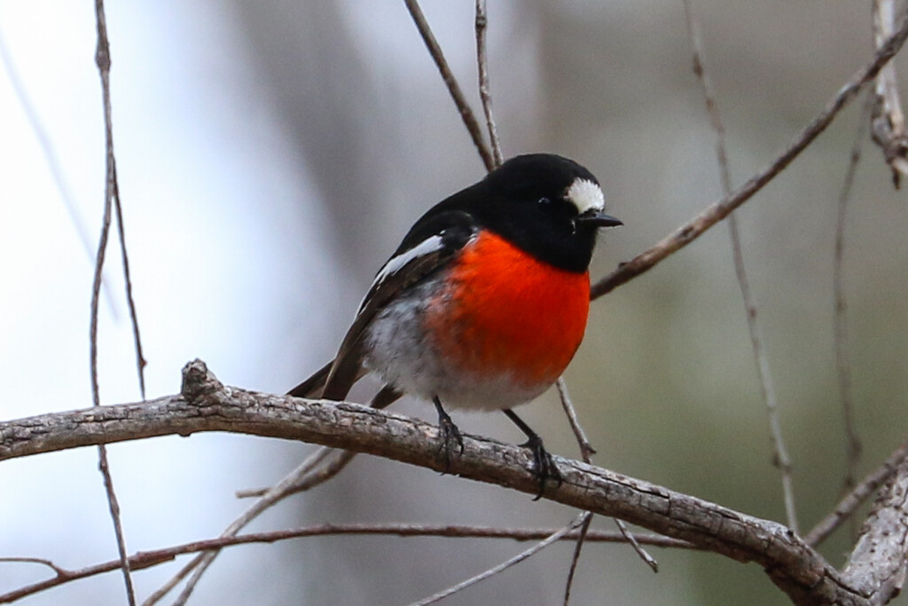 Scarlet robin by flyrobin