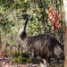 Emu by flyrobin
