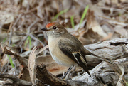 15th Jun 2021 - Red capped robin female
