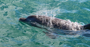 21st Jun 2021 - Bottle nosed dolphin