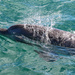 Bottle nosed dolphin by flyrobin