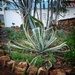 American Aloe by salza