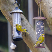 3rd Jul 2021 - Greenfinches