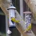Greenfinches by 365nick