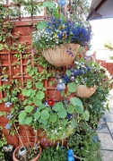 3rd Jul 2021 - The Hanging Baskets of.......