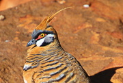 28th May 2021 - Spinifex Pigeon 1