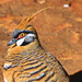 Spinifex Pigeon 1 by terryliv