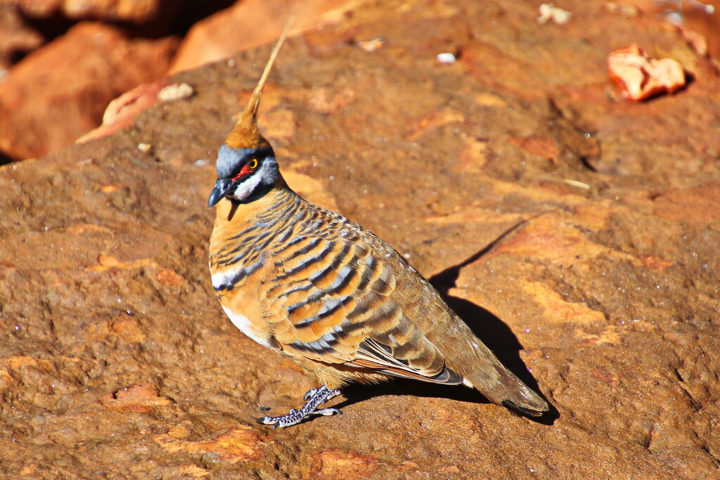 Spinifex Pigeon 2 by terryliv
