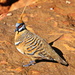 Spinifex Pigeon 2 by terryliv