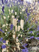 3rd Jul 2021 - Quaking grass and lavender 