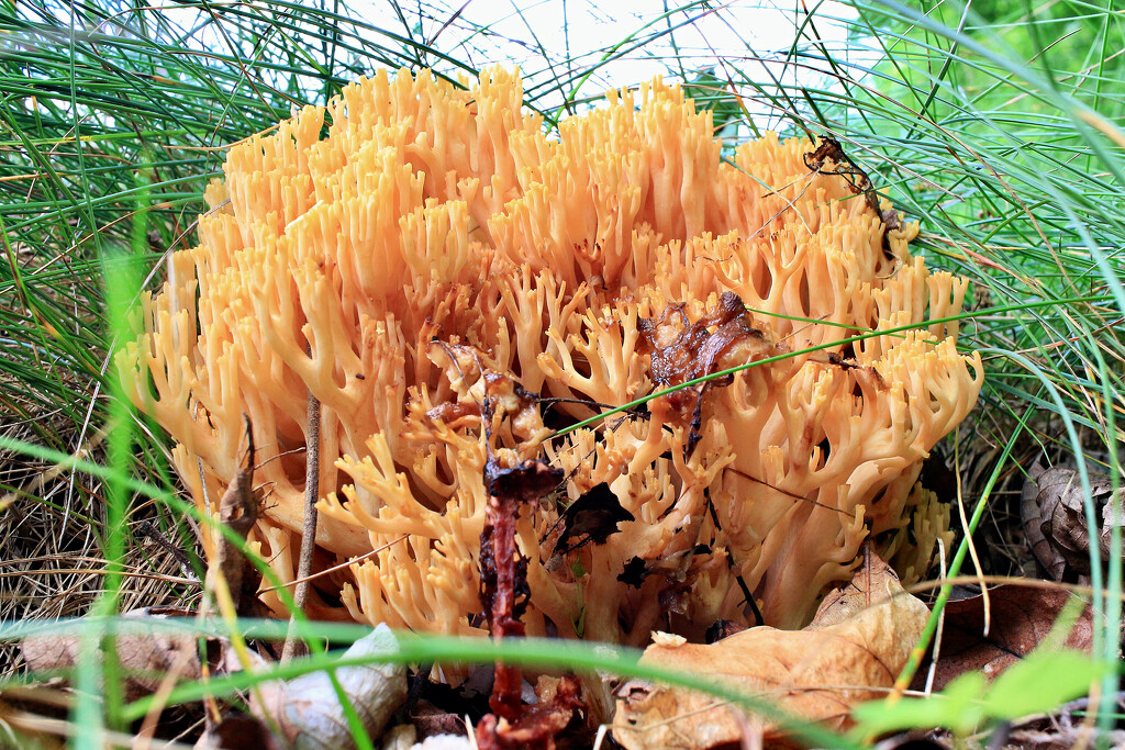 Coral Mushroom by juliedduncan