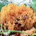 Coral Mushroom by juliedduncan