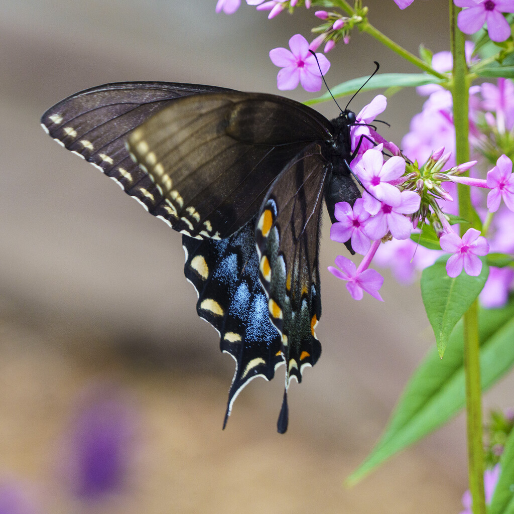 Tiger Swallowtail by k9photo