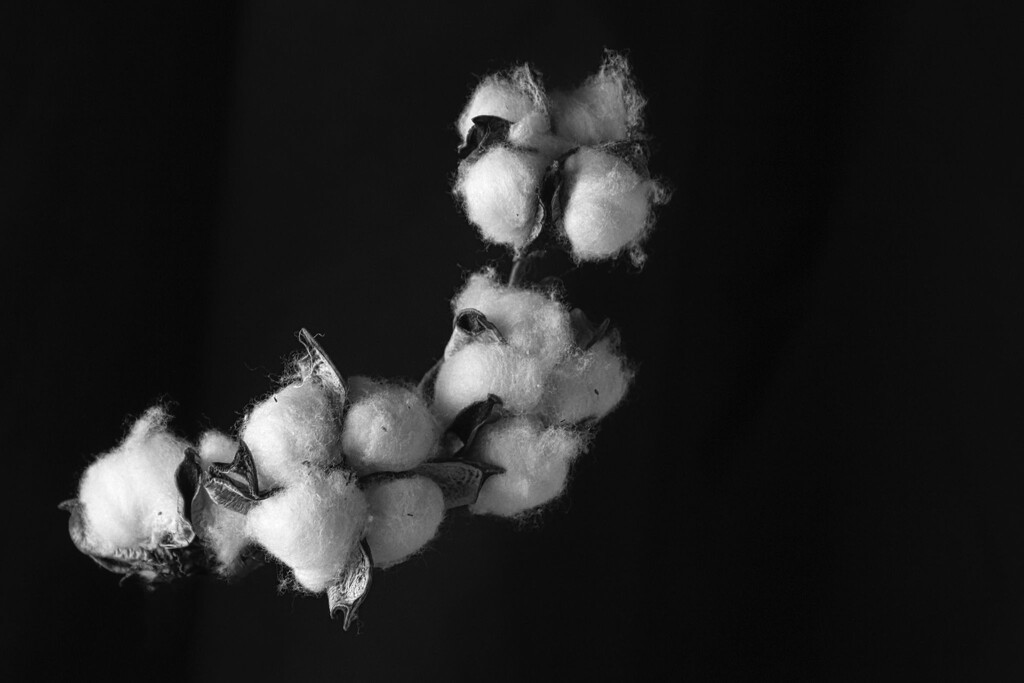 Cotton by judyc57