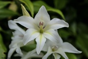 3rd Jul 2021 - Species Gladiolus