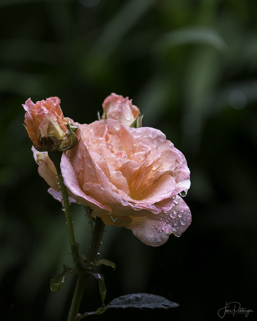 Rainy Day Rose by jgpittenger