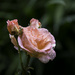Rainy Day Rose by jgpittenger