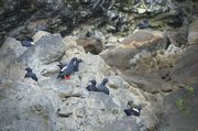 28th May 2021 - Pigeon Guillemot Rookery