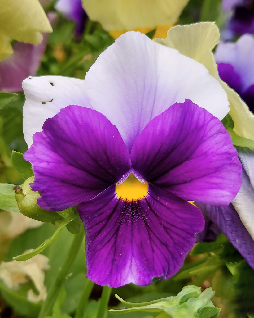 Pansies by nmamaly