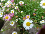 29th Jun 2021 - Jersey daisies on the wall