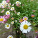 Jersey daisies on the wall by snowy