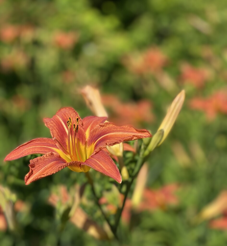 My Lilies are Blooming  by radiogirl