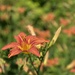 My Lilies are Blooming  by radiogirl