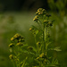 Tansy by leonbuys83