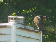 3rd Jul 2021 - Turkey Vulture on Neighbor's House 