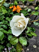 3rd Jul 2021 - First white rose this year!