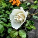 First white rose this year! by bigmxx