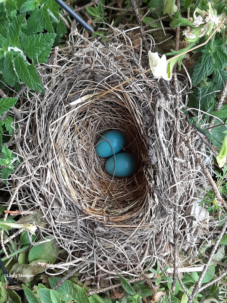Robins nest by larrysphotos