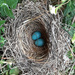 Robins nest by larrysphotos