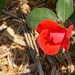 Rose 6 2 21 by larrysphotos