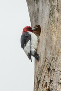 27th Jun 2021 - Red-headed Woodpecker