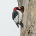 Red-headed Woodpecker by jyokota