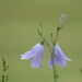 harebells by anniesue