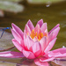 lily pond romance by aecasey
