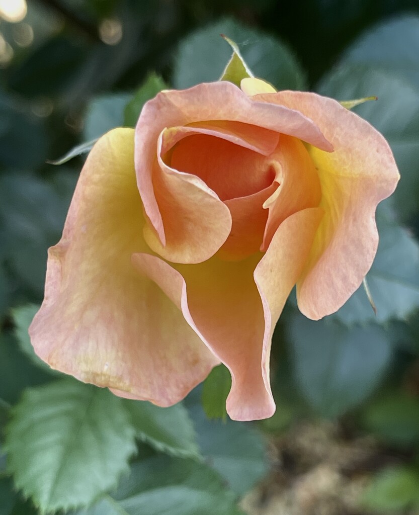 Rose by sandlily