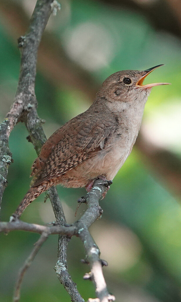 Young House Wren singing by annepann