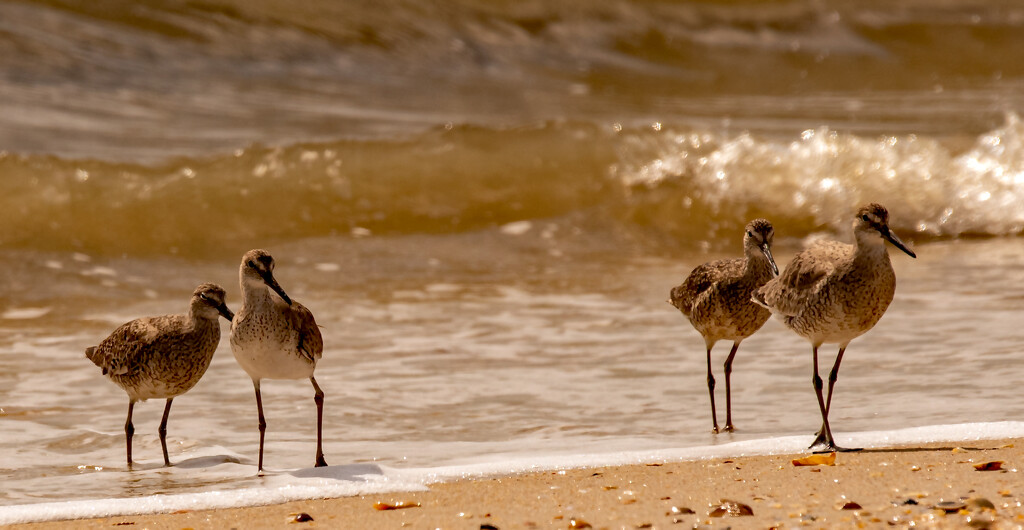 The Willets are Ganging Up! by rickster549