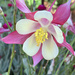 Aquilegia (common name columbine) by shookchung